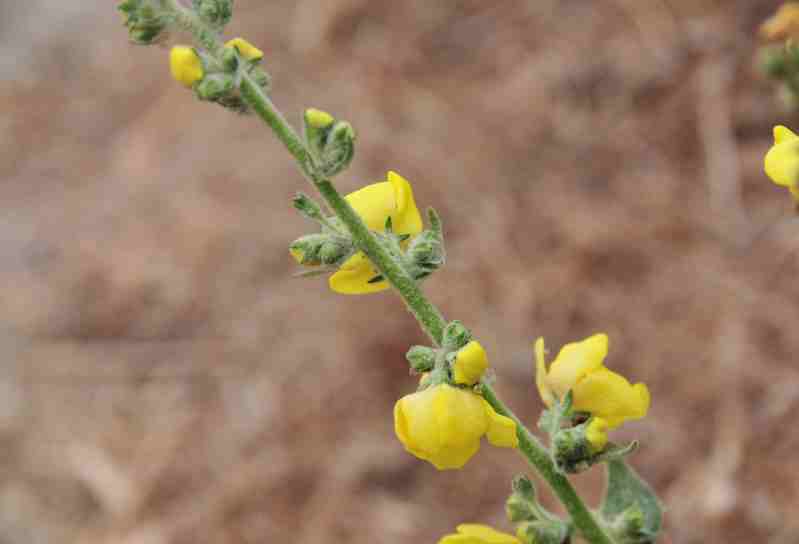 Verbascum pulverulentum